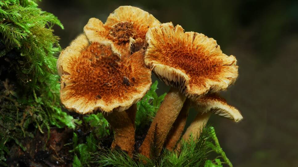 VALUABLE: Fungi are the main recycling agents for most of the dead plant material produced on earth.Picture: Jim Thomson
