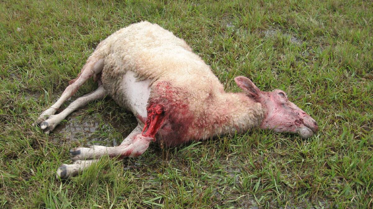 HEARTBREAK: Bulga resident Greg Crowe is fed up with finding his sheep mauled and killed by domestic dogs.