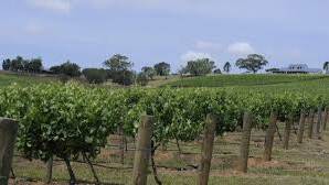 GROWING: Wine exports from NSW grew 9 per cent last year.