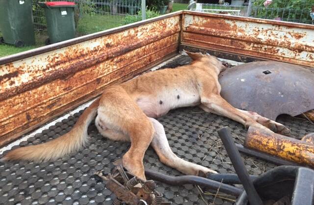 ELIMINATED: Trapped this week in the district mature bitch right before breeding season Takes Bulahdelah landholders tally to 23 dogs so far this year-on track to exceed their 81 last year.
