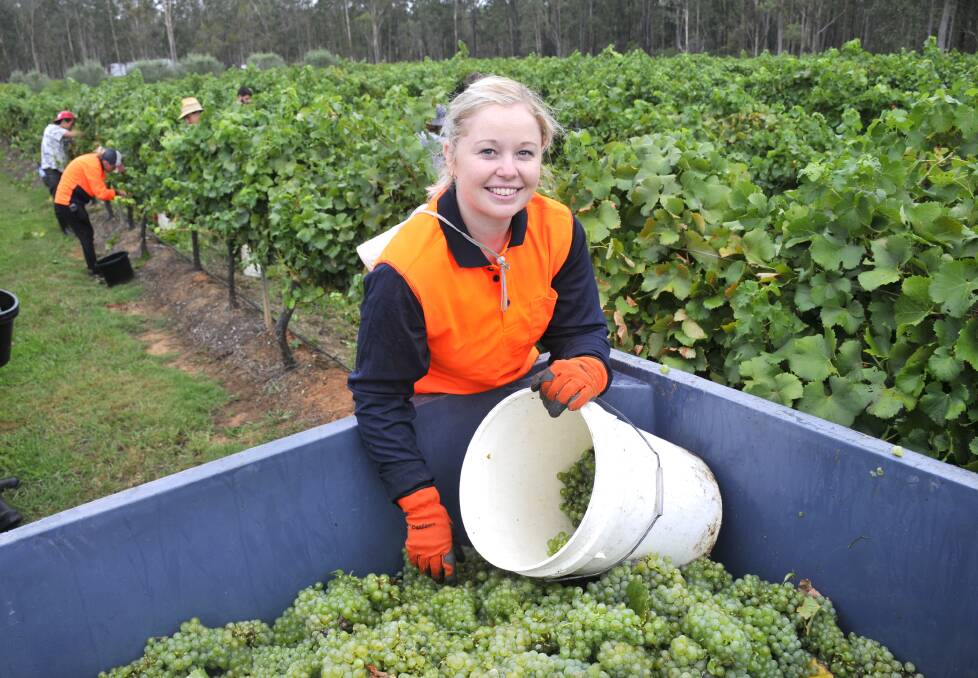 HARVEST: Clare Moreland plans to study viticulture at TAFE and was getting some 'hands-on' training during vintage at Tintilla Estate, Pokolbin.