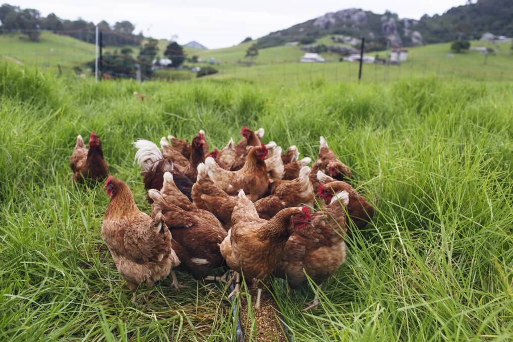 WINTER: The chooks are taking a rest through winter.