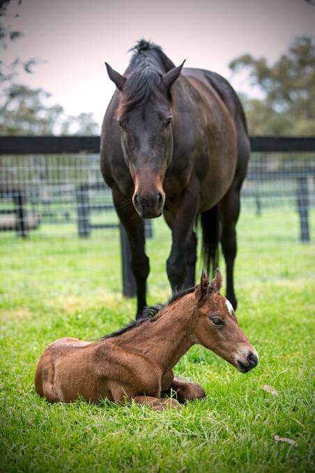 Black Caviar with her latest foal - a filly by Arrowfield's Snitzel. Photograph: Georgie Lomax.