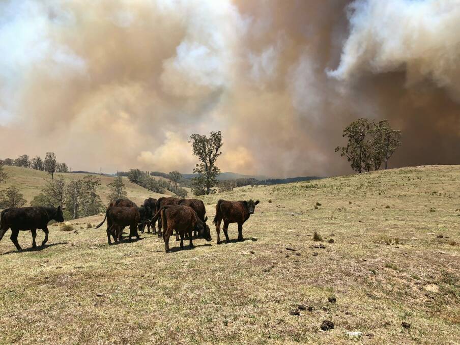 The Black Summer bushfires surrounded the Hallidays drought-stricken cattle property in 2019. Picture supplied