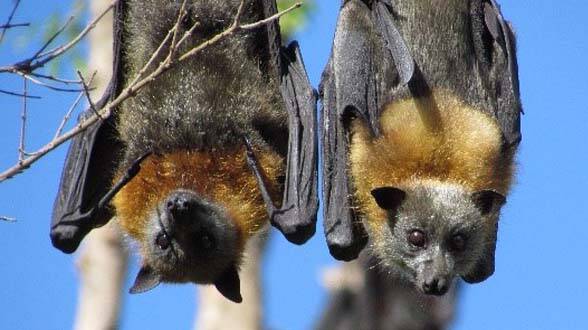 FINDING SOLUTION: Many communities are now being impacted by flying fox colonies.