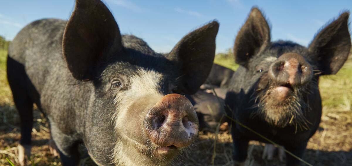 OINK OINK: Purebred Berkshire pigs at Merrifield Farm, Merriwa. The pigs are raised on a free range basis by Mat and Lucy Grace who are passionate about ethical production.