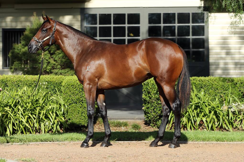 FROLIC - ONE OF THE HUNTERBREDS TO RACE IN GOLDEN SLIPPER TOMORROW - FROLIC IS DAUGHTER OF HUSSON (VINERY)