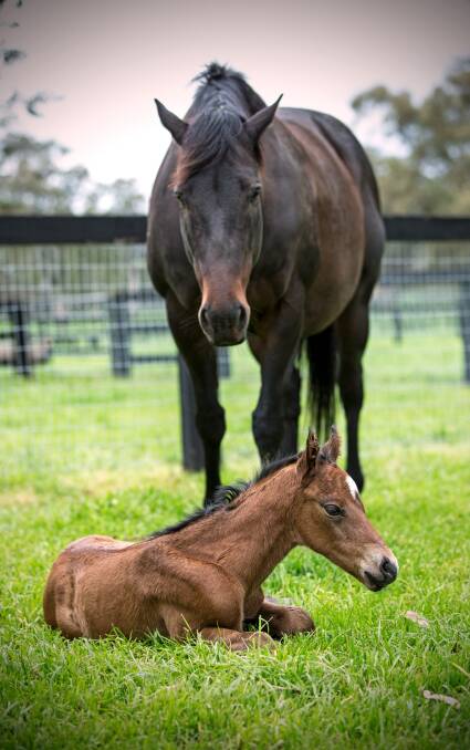 WATCHFUL: Black Caviar keeps a close eye on her third foal - a filly by Snitzel - at an undisclosed location in the Hunter Valley. Photographs: Georgie Lomax.