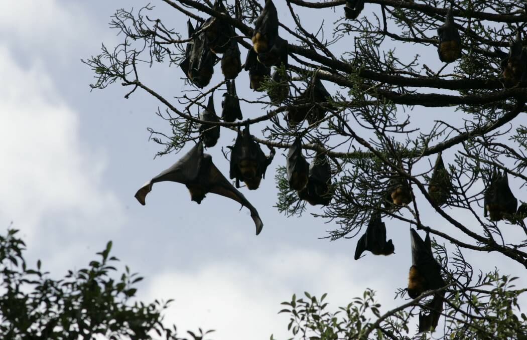 HANGING AROUND: Bat colonies are a common sight across Hunter towns, with Maitland, Cessnock and Singleton especially having ongoing issues.  