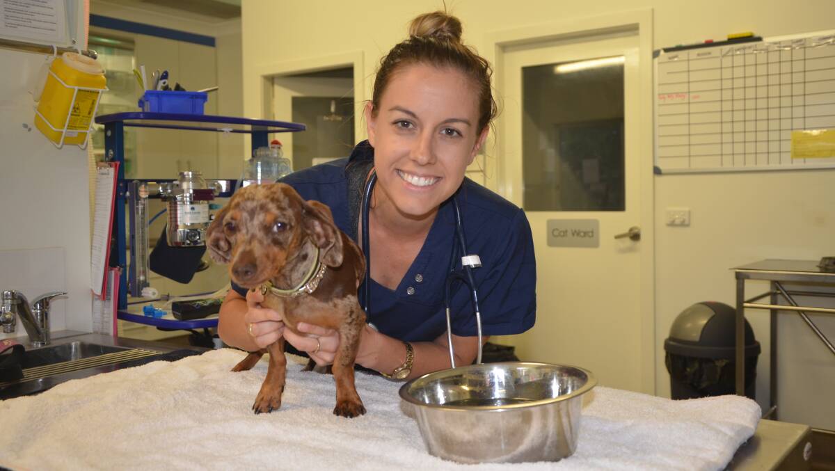 KEEPING THEIR COOL: Heights Pet Hospital vet nurse Stephanie Bluff with a contented Gretel.