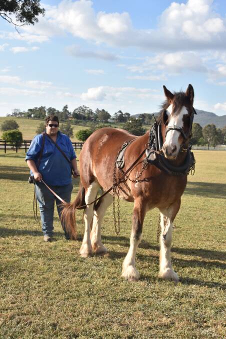 ALL WELCOME: St Heliers Heavy Horse Field Days treasurer Jed Moffitt at the grounds with one of the horses, ahead of the annual event this weekend.