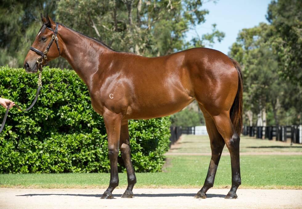 Picture of Lot 765 Fastnet Rock filly (out of Dazzling Gazelle dam) attached - sold for $1.2 million at Magics.