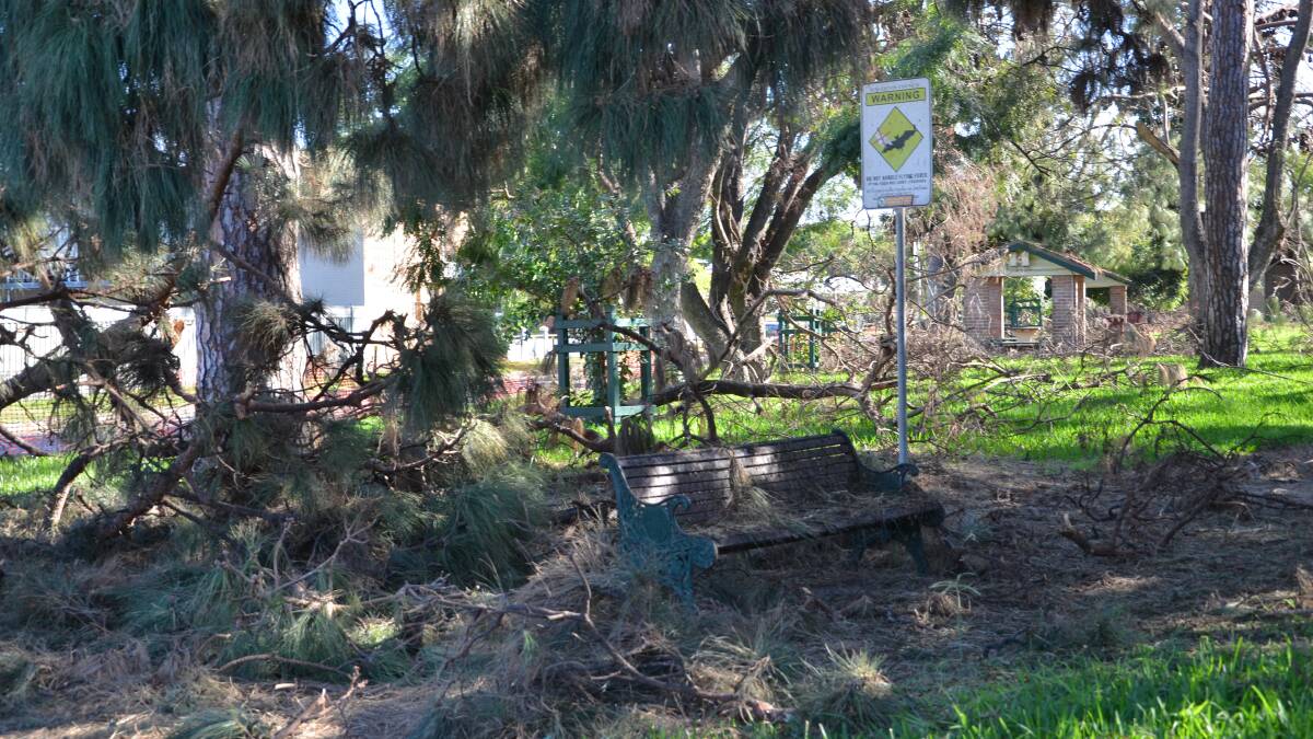 Two weeks and tree removal should begin says Singleton Council