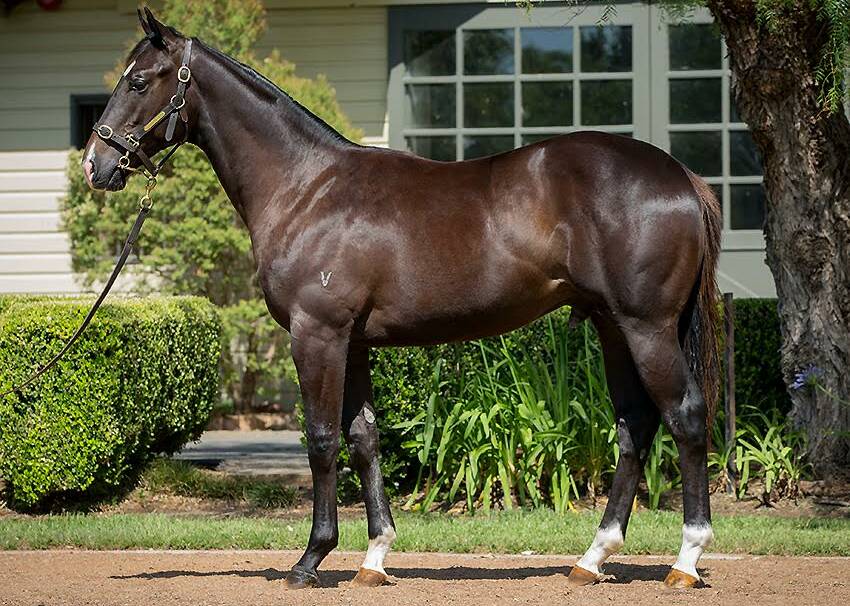 Picture of Lot 324 from Vinery draft - colt (sire All Too Hard by dam Poppet’s Treasure) sold for $300,000 to Shadwell Australasia.

