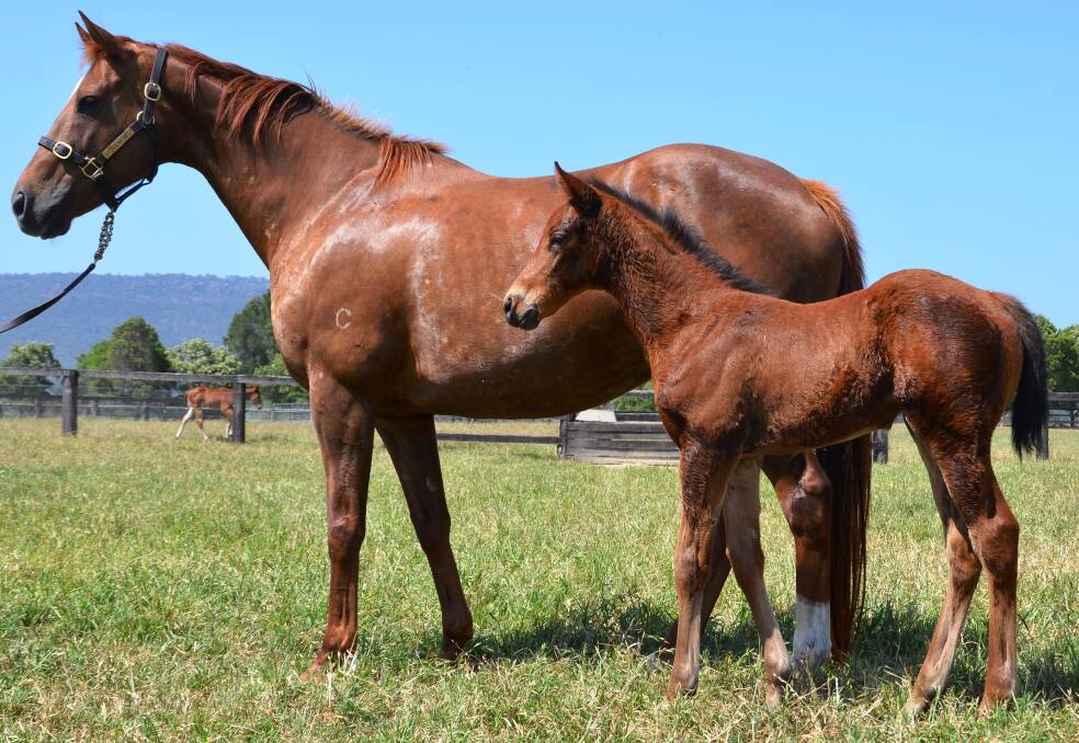 Tulip as a foal with her mum, Musidora.