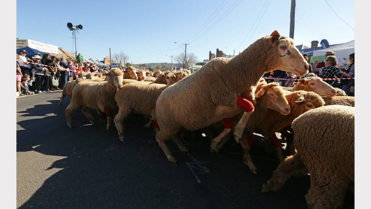 Merriwa Festival of the Fleeces. Pictures: Fairfax Media