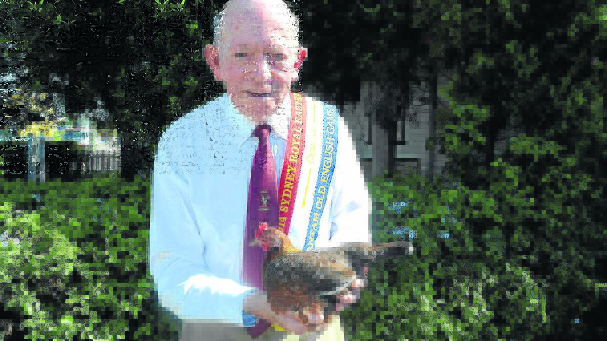 WINNER: Robert Johnstone holds his champion Old English Game Spangled Bantam Hard Feathered hen.  

