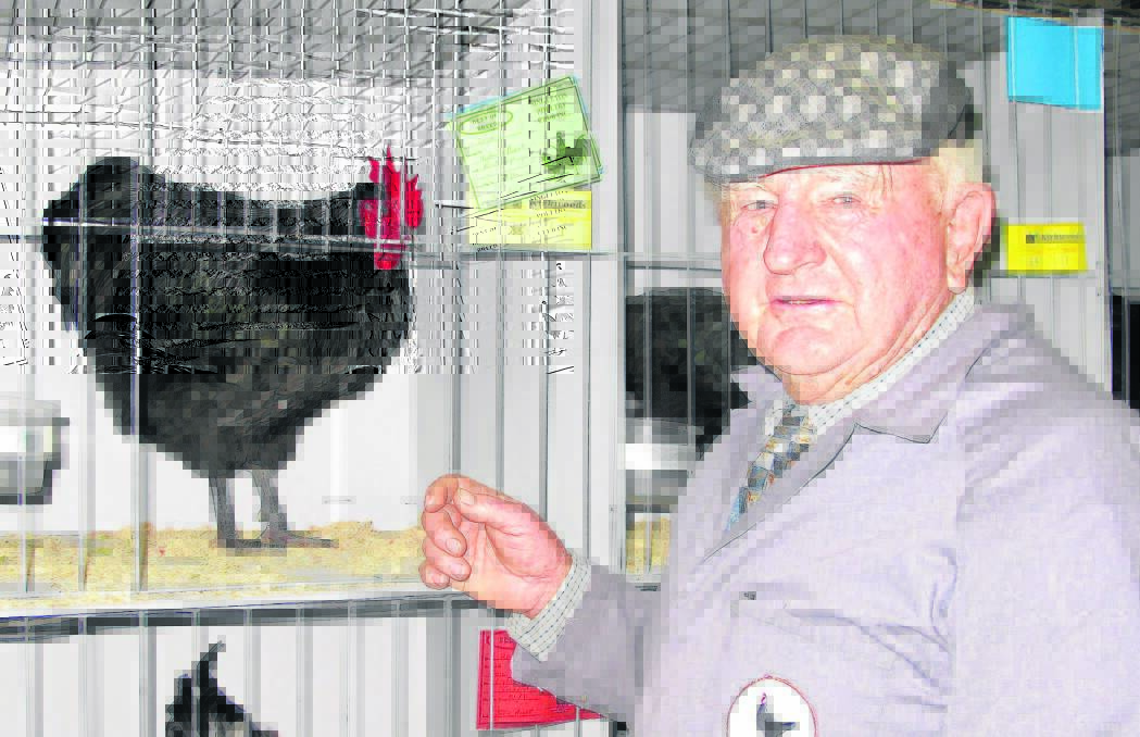 IMPRESSIVE BIRD:  Softfeather section judge John Arnett with Grand Champion Bird of Show at the Singleton Poultry Club’s annual show.
