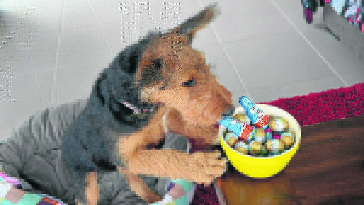 DON’T GIVE CHOCOLATE TO DOGS:  Airedale Terrier puppy Revy demonstrates why chocolates need to be kept out of reach of dogs.
