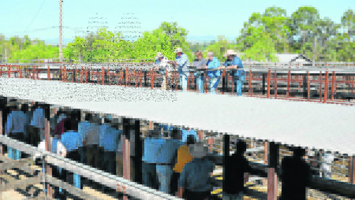 UPGRADE:  Regular users of the Singleton Regional Livestock Market won’t know themselves when the $6million of upgrades is complete at the facility.