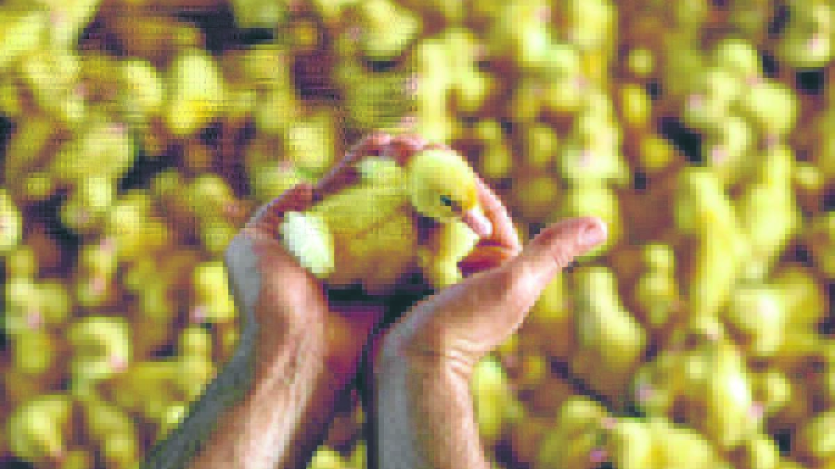 Council approves Howes Valley duck farm