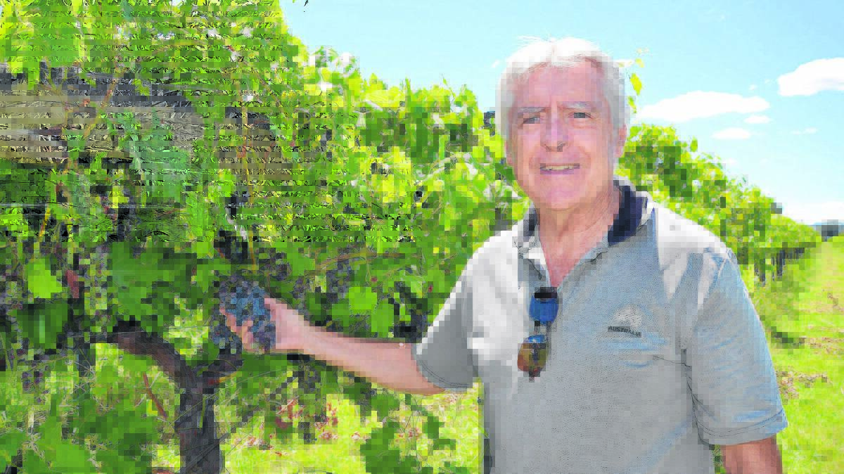 GRAPE EXPECTATIONS: Vigneron Geoff Brown at the family-run organic vineyard, Ascella Estate Wine.