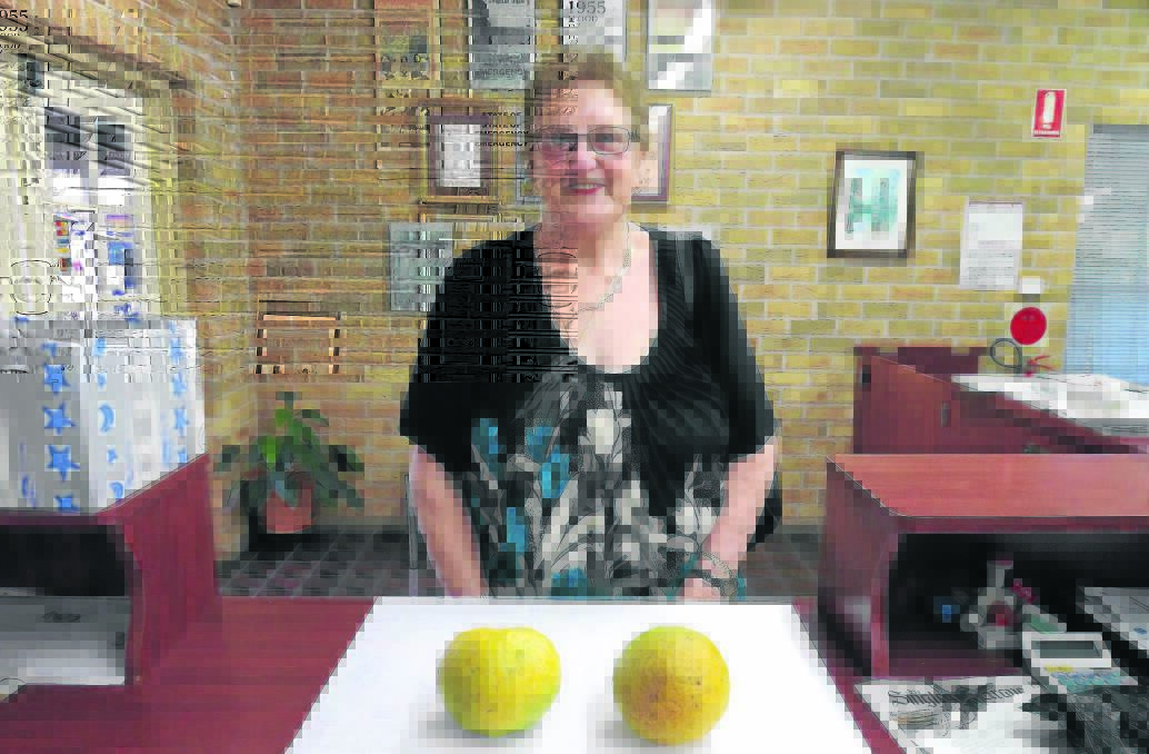 RIPE FOR THE PICKING: Singleton’s Rosalie Miller with a couple of her giant oranges.