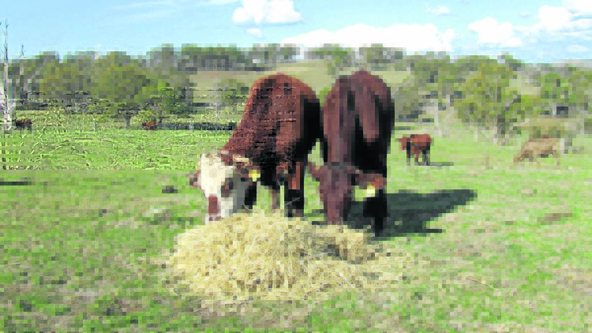 Donated hay being fed to the cattle.