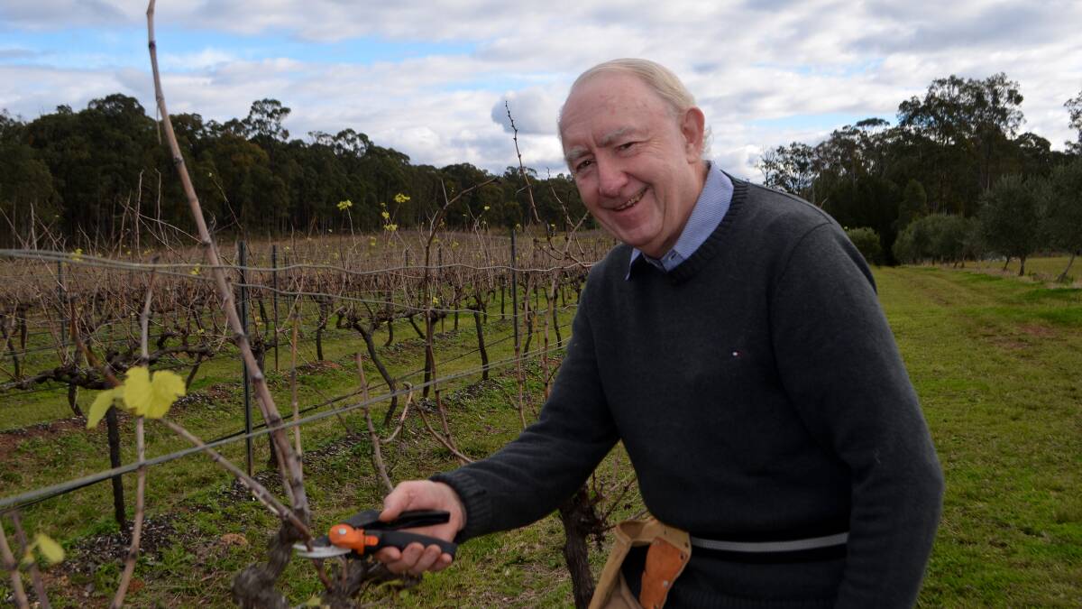 Professor Robert Lusby (AM) pruning the grapevines at Tintilla Estate. 