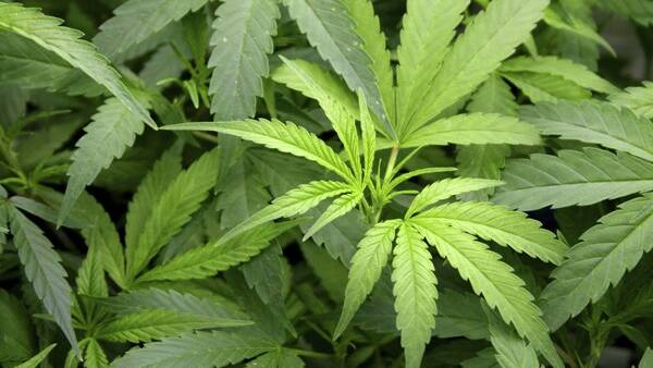 Singleton coalminer charged over 34 kilograms of cannabis