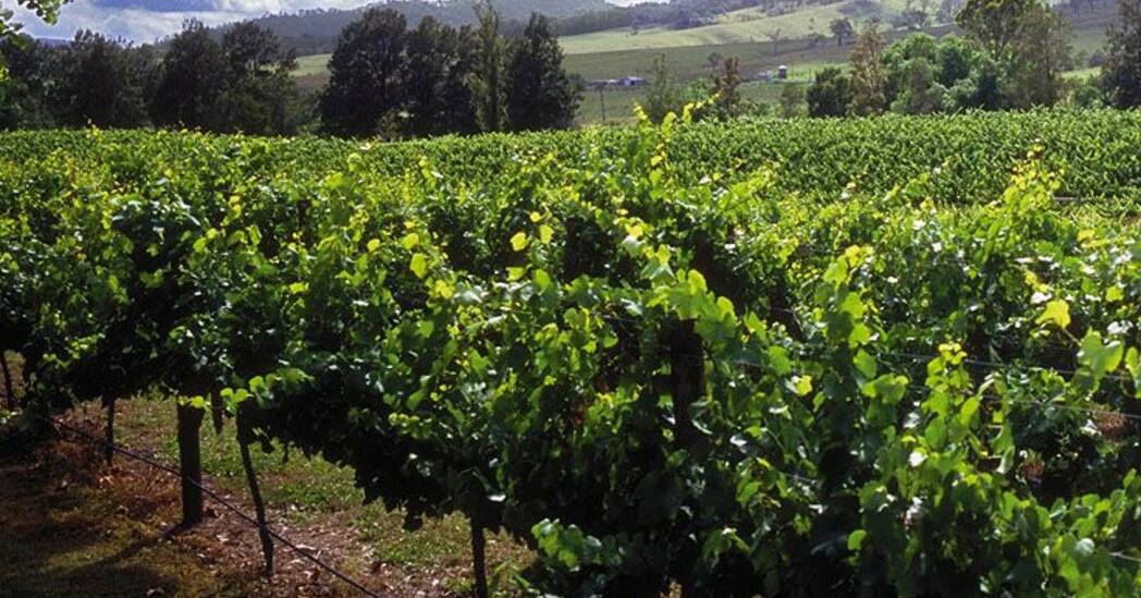 UP THE SALE: The iconic vineyard and winery Dalwood Estate.