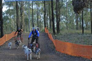 GO TEAM:  Queensland’s Darren Browne in bib 15 races ahead of Victoria’s Tim Huntley  (bib 16) in the three dog event.  Huntley went on to win the three dog national title which was run over two 5.25km heats.