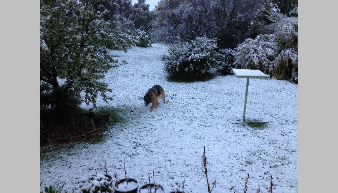 GOULBURN, NSW: Oliver family German Shepherd Arissa checks out the snow at Run O Waters, just south of Goulburn. Photo: Anne Oliver