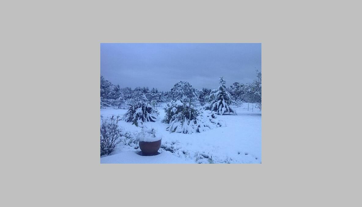 BYWONG, NSW: Snow in Bywong. Photo: Jennifer Turini