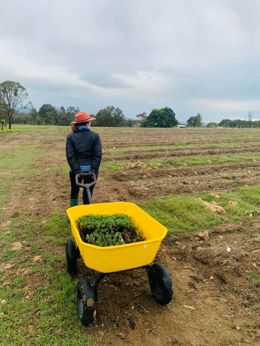 PLANTING: Karen and Marty had to plant nearly 8,000 lavender plants by hand. Picture: Supplied