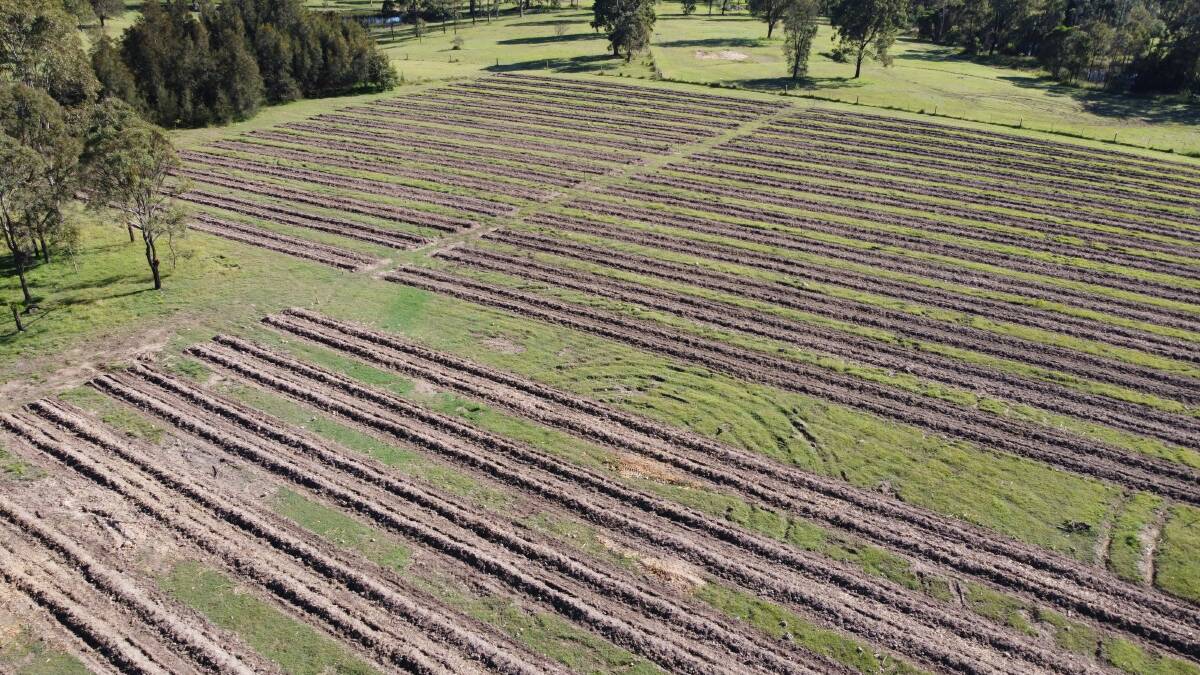LAVENDER FIELDS: An overhead view of the newly planted lavender fields at Wine Country Lavender near Singleton. Picture: Supplied