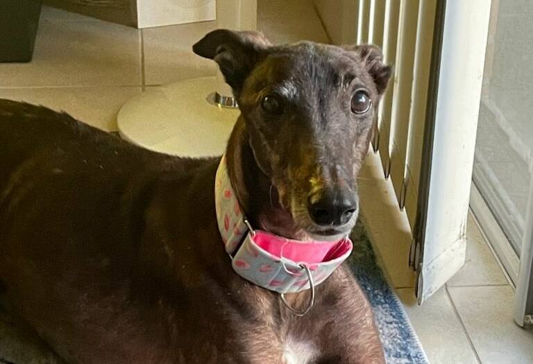 Meet Kit Dynamo, a sweet older greyhound hoping to find his forever home. Picture supplied
