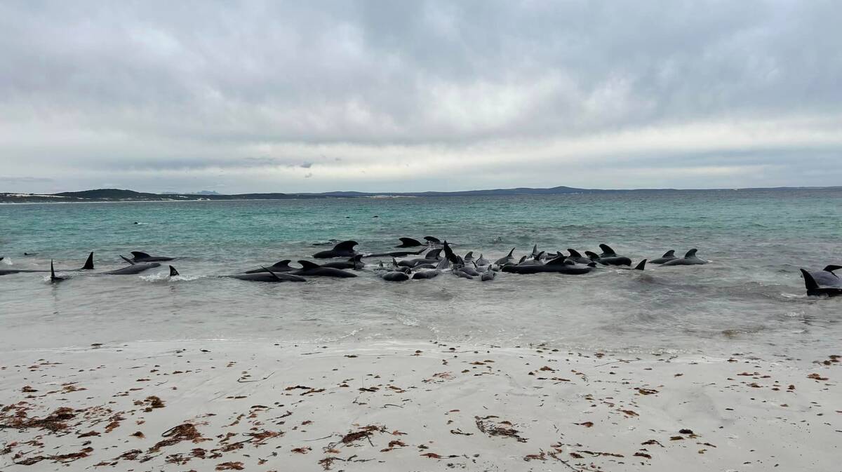 The pod of nearly 100 whales stranded on July 25. Picture by Cheynes Beach Caravan Park