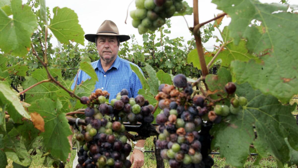 Bob Kennedy in his Beyond Broke Vineyard, Fordwich, following a hailstorm that caused extensive damage to vines and fruit December 2009. Picture Anita Jones 