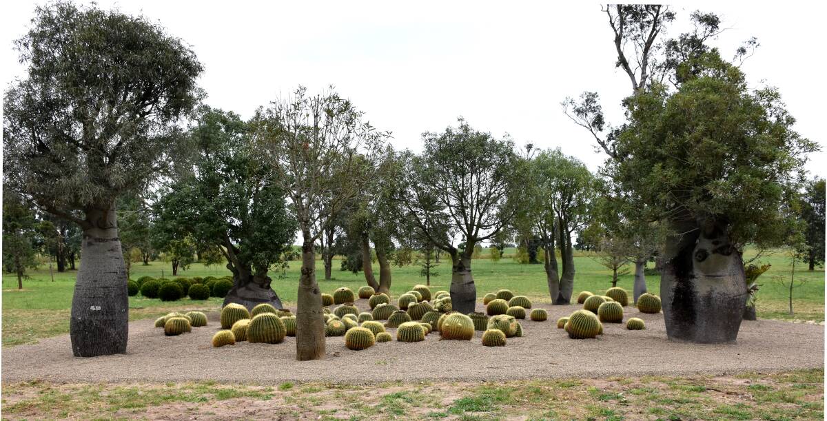 Distinctive Queensland Bottle trees form part of the what is described as a 'dry' garden at the historic Hambledon Hill homestead.