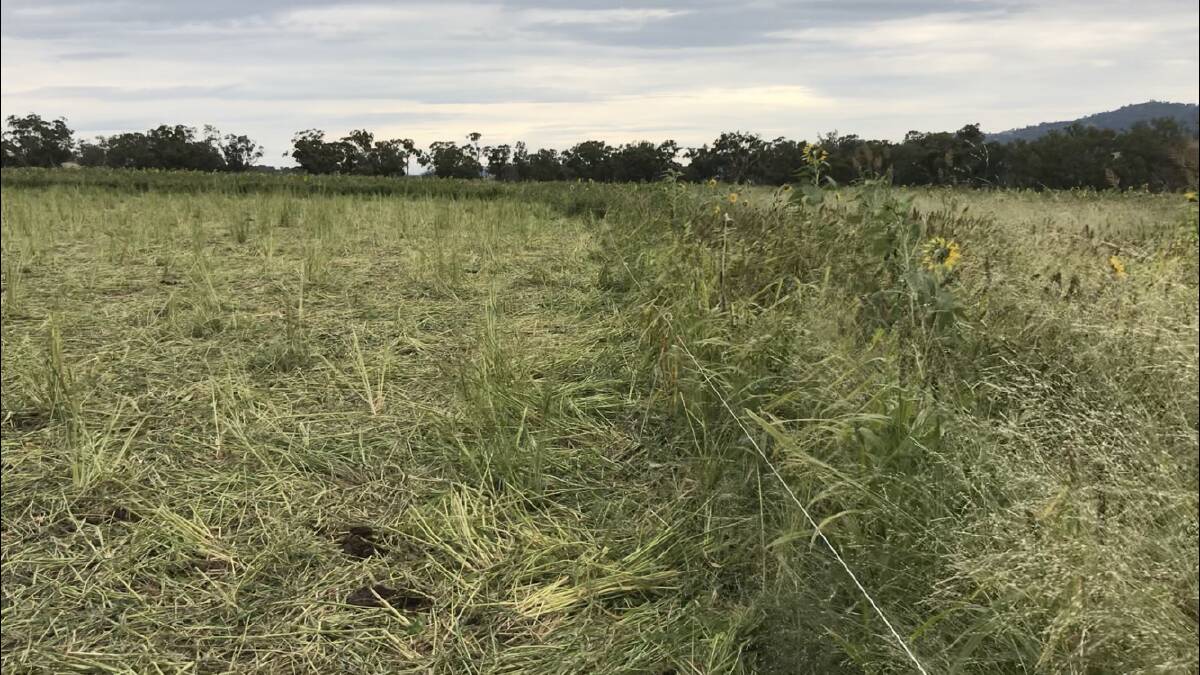 Grazing of the summer cover crops