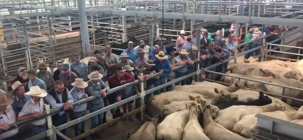 No more scenes like this at Singleton saleyards for the foreseeable future as coronavirus changes how cattle are sold. 