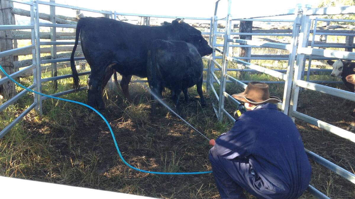 Cattle traced from a cattle tick infected property being treated on the Mid North Coast.