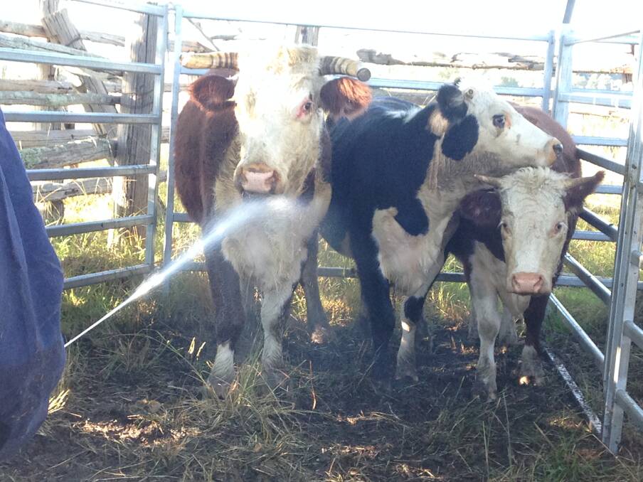 Cattle traced from a cattle tick infected property being treated on the Mid North Coast.