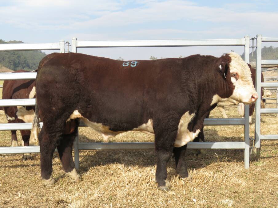 RECORD PRICE: $30,000 top priced Hereford Bull -Curracabark Northern Lights N003 (AI) (ET) sold to Branga Plains, Walcha.