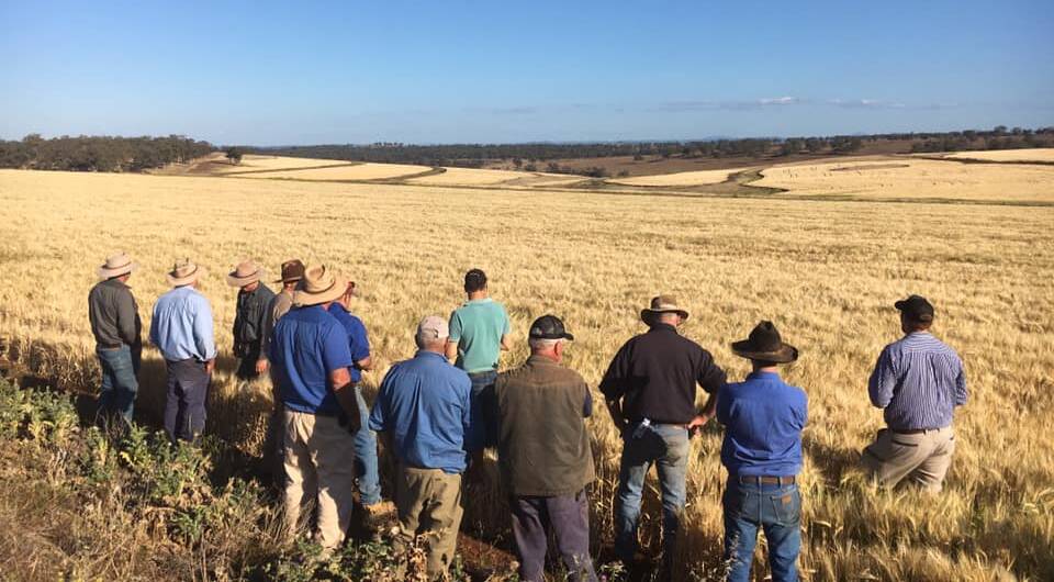NICE VIEW: Merriwa cropping field day held earlier this month. Photo supplied