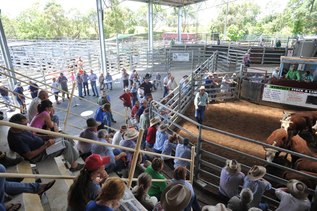 WHAT NEXT: A review into the operations of Kempsey's saleyards suggested five options including an upgrade, lease or sale of the existing facility.