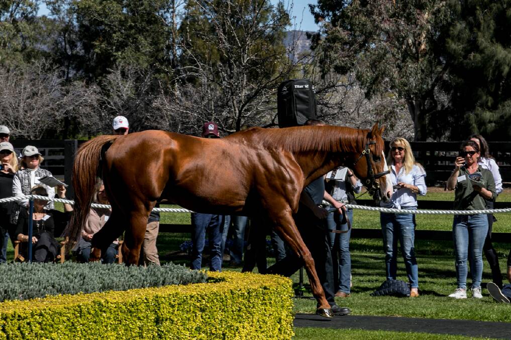 IMPRESSIVE: Champion stallion Justify, a US Triple Crown winner, on parade at Coolmore in 2019 where he attracted plenty of interest from the visitors to the stud.