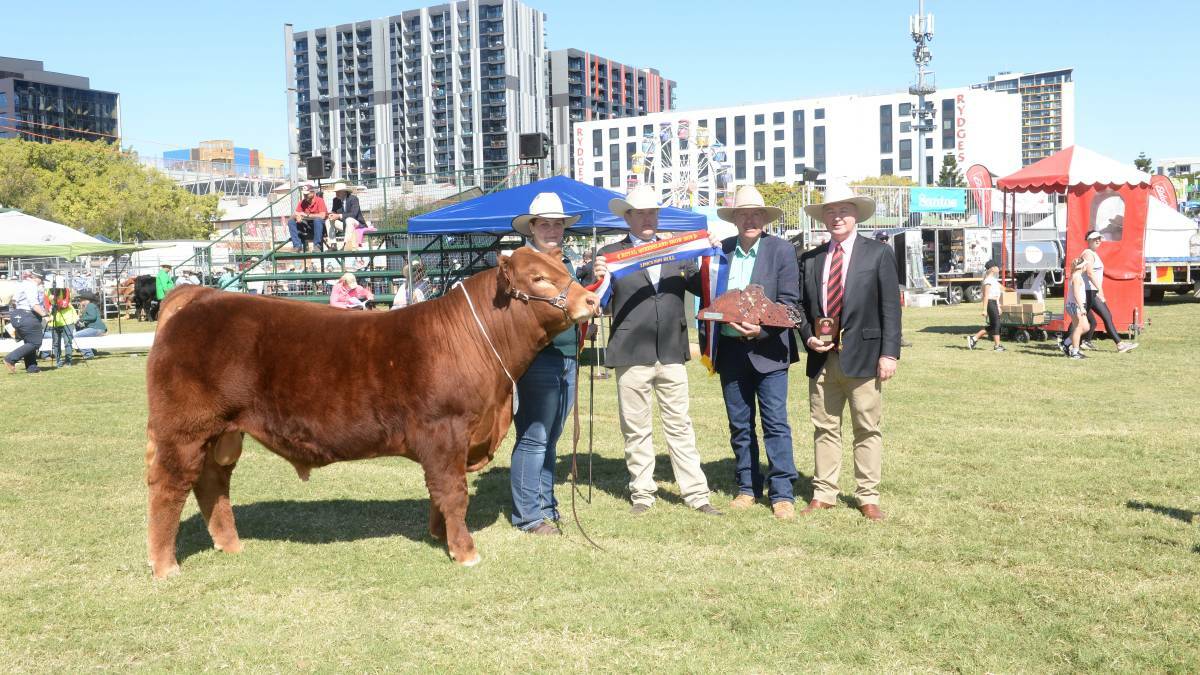 Grand champion Limousin bull Berdihold Playboy with Chloe Bailey, judge James McWilliam, Queensland Limousin Breeders president Peter Grant and Andrew Meara, Elders.
