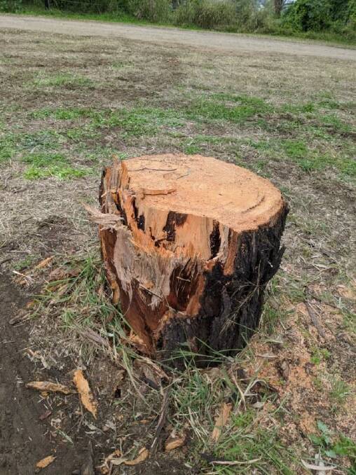 The stump of the River Red Gum
